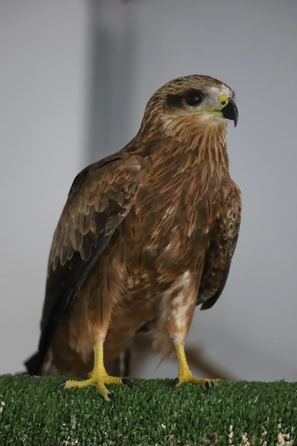 Native Wildlife in Rehabilitation